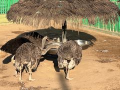 -西霞口神雕山野生动物世界