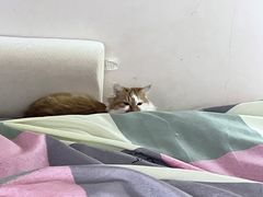 -pd派德宠物中心医院24H急重症·眼科中心·血液透析中心(嵩山北路店)