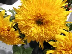 -Butchart布查德鲜花(花艺设计中心)