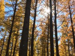 -塞罕坝国家级自然保护区