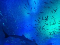 -珠海长隆海洋王国