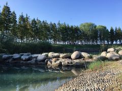 -西京湾花海