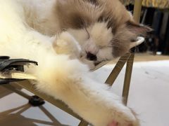 -平行世界·猫咖(首经贸店)