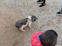 -前小桔亲子创意农场·草莓采摘·露营烧烤