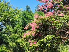 -新虹桥中心花园