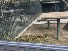 -深圳野生动物园