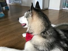 -Husky Go! 哈士奇体验馆·宠物咖啡厅狗咖