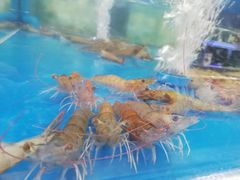 -盒马X会员店(上海森兰商都店)