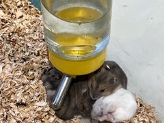 -怪兽屋·羊驼·猫咖·狗咖(俊华广场店)