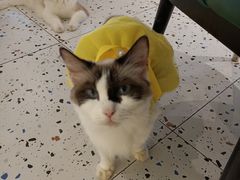 -喵喵咪呀布偶猫咖(春熙路店)