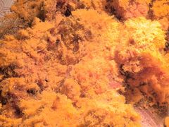 肉松炸鸡-比格比萨自助(万柳华联店)