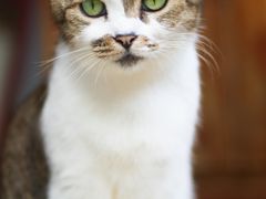 -LOOKA COFFEE(大鹏所城店)