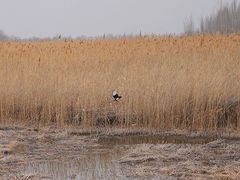 -野鸭湖国家湿地公园