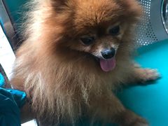 -爱侣·安琦尔宠物医院·中兽医针灸·心内科·狂犬免疫点(宝山区院)