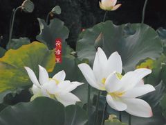 -贵阳市花溪国家城市湿地公园