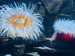 -瑞普利水族馆