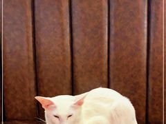 -猫小院猫主题餐厅(三里屯店)