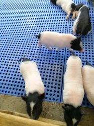 -萌宠亲子动物乐园(槐房万达店)