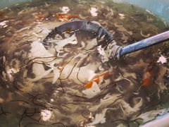 -侬佳蒸菜馆(听潮店)