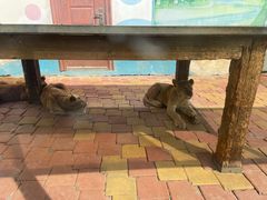 -大连森林动物园