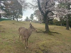 -奈良公园