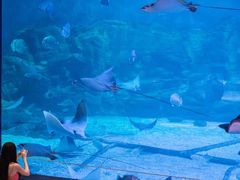 -烟台海昌鲸鲨海洋公园