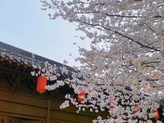 -东湖磨山景区樱花园-停车场