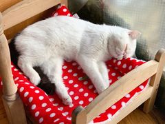 -猫小院猫主题咖啡厅(北锣店)