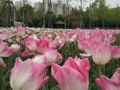 -大宁郁金香公园-停车场