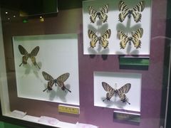 -上海昆虫博物馆