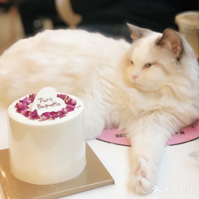喵匠猫主题咖啡(凯德和平广场店)图片
