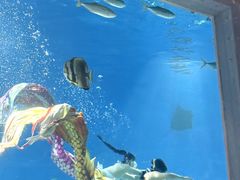 -海合安武汉极地海洋公园