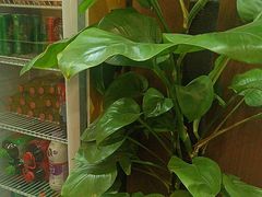 -晓林火锅(安定门店)