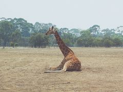 -威勒比开放式动物园