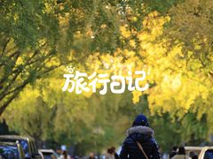 -三里屯东五街银杏大道