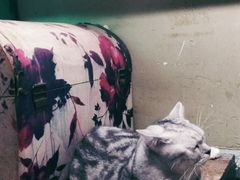 -猫咪博物馆(顶澳仔猫街店)