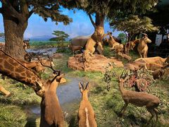 -国家自然博物馆