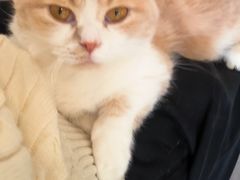 -飞行喵MR PILOT|猫舍·猫咖(静安大融城店)