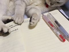 -美联众合动物医院·24h京西诊疗中心