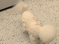 -瑞派康怡24h宠物医院·犬猫医疗中心·微创绝育(瑞景分院)