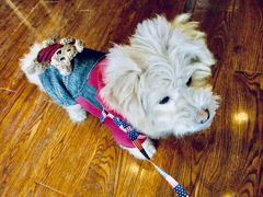 -爱贝特动物医院·猫口炎专科