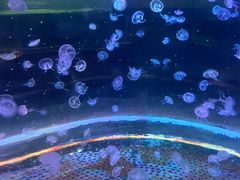-锦艺城海洋馆
