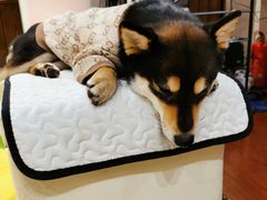 -逗柴咖啡屋·狗咖猫咖宠物桌游