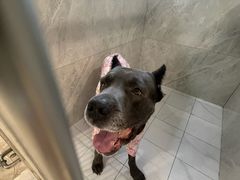 -北京派仕佳德动物医院·超导核磁·CT·神经科·骨科·内外科·急重症管理中心