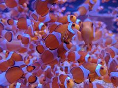 -海合安成都极地海洋公园