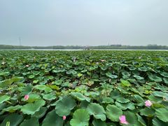 -大兴滨河森林公园