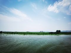-滕州微山湖红荷湿地景区