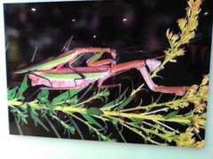 -上海昆虫博物馆