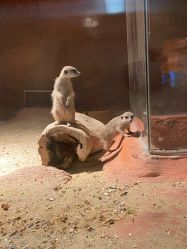 -酷嗒动物文化乐园(cutezoo西溪乐天城店)