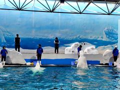 -秦皇岛乐岛海洋王国